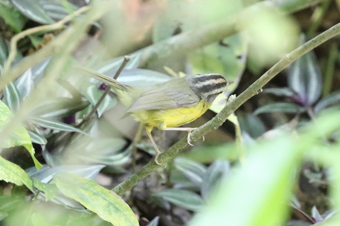 Golden-crowned Warbler - ML612040231