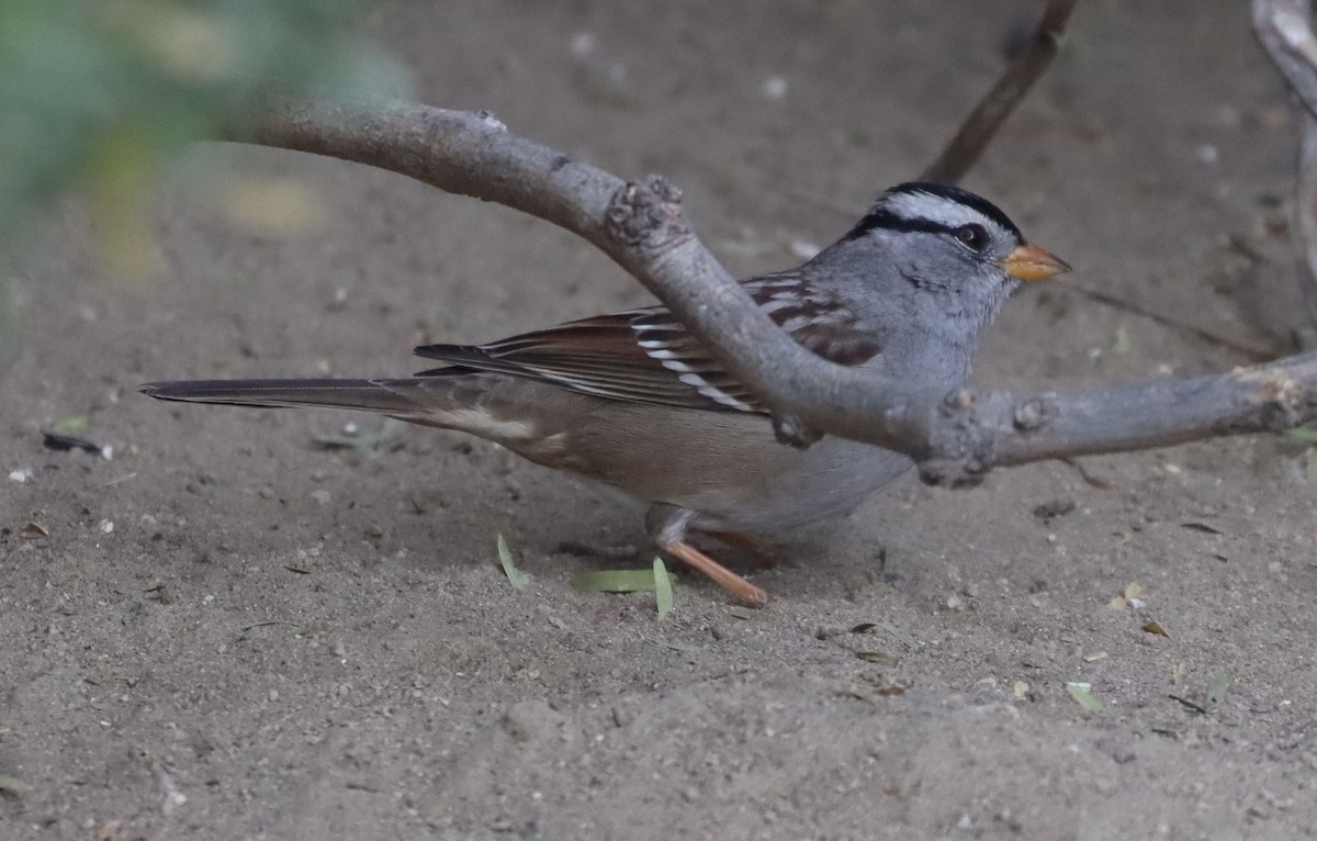 White-crowned Sparrow - ML612040353
