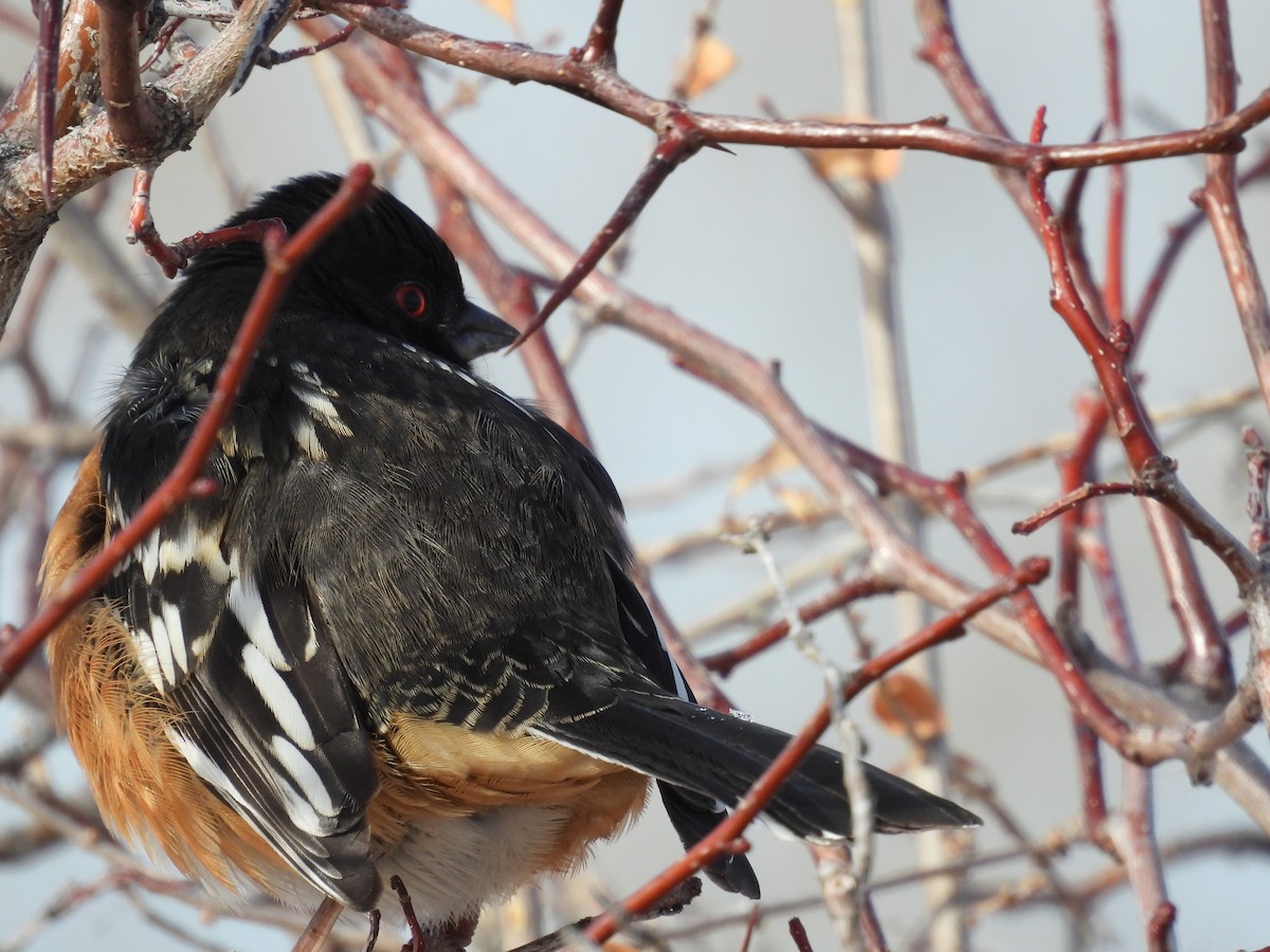 Spotted Towhee - ML612040358