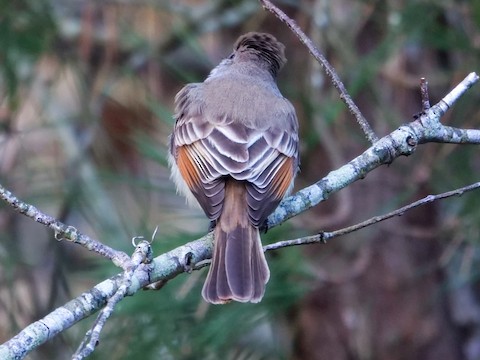 Ash-throated Flycatcher - Roger Horn