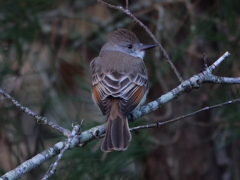 Ash-throated Flycatcher - Roger Horn