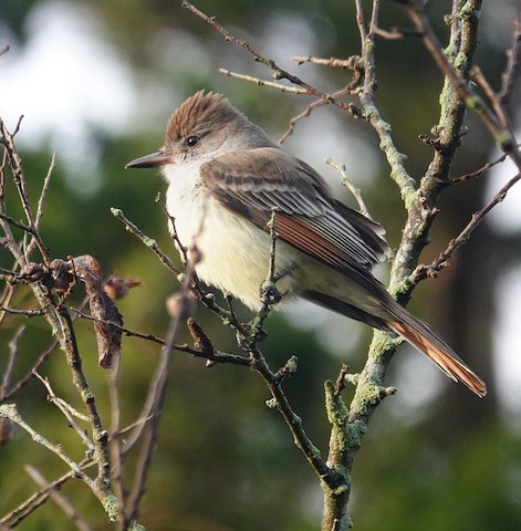 Ash-throated Flycatcher - Kathleen Horn