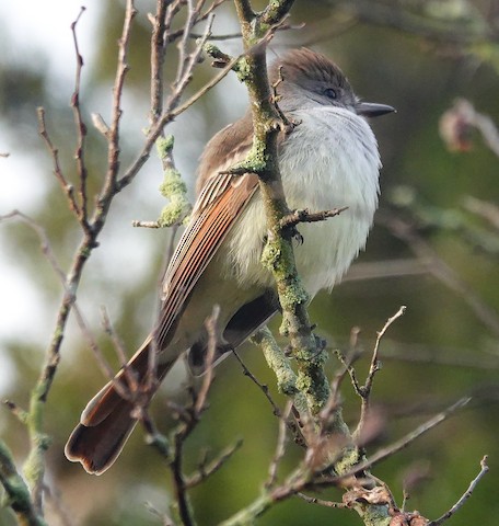 Ash-throated Flycatcher - Kathleen Horn