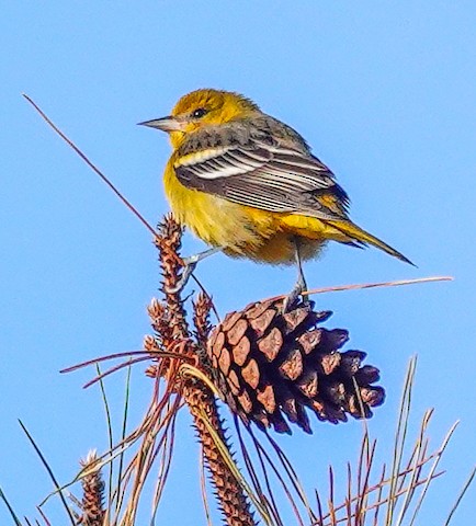 Baltimore Oriole - Kathleen Horn