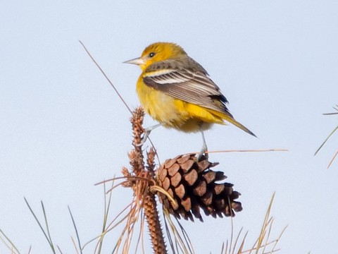 Baltimore Oriole - Roger Horn