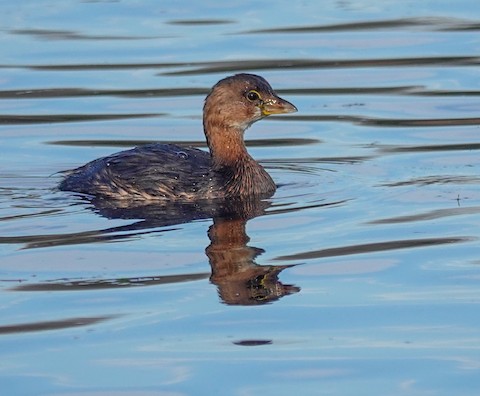 Pied-billed Grebe - Kathleen Horn