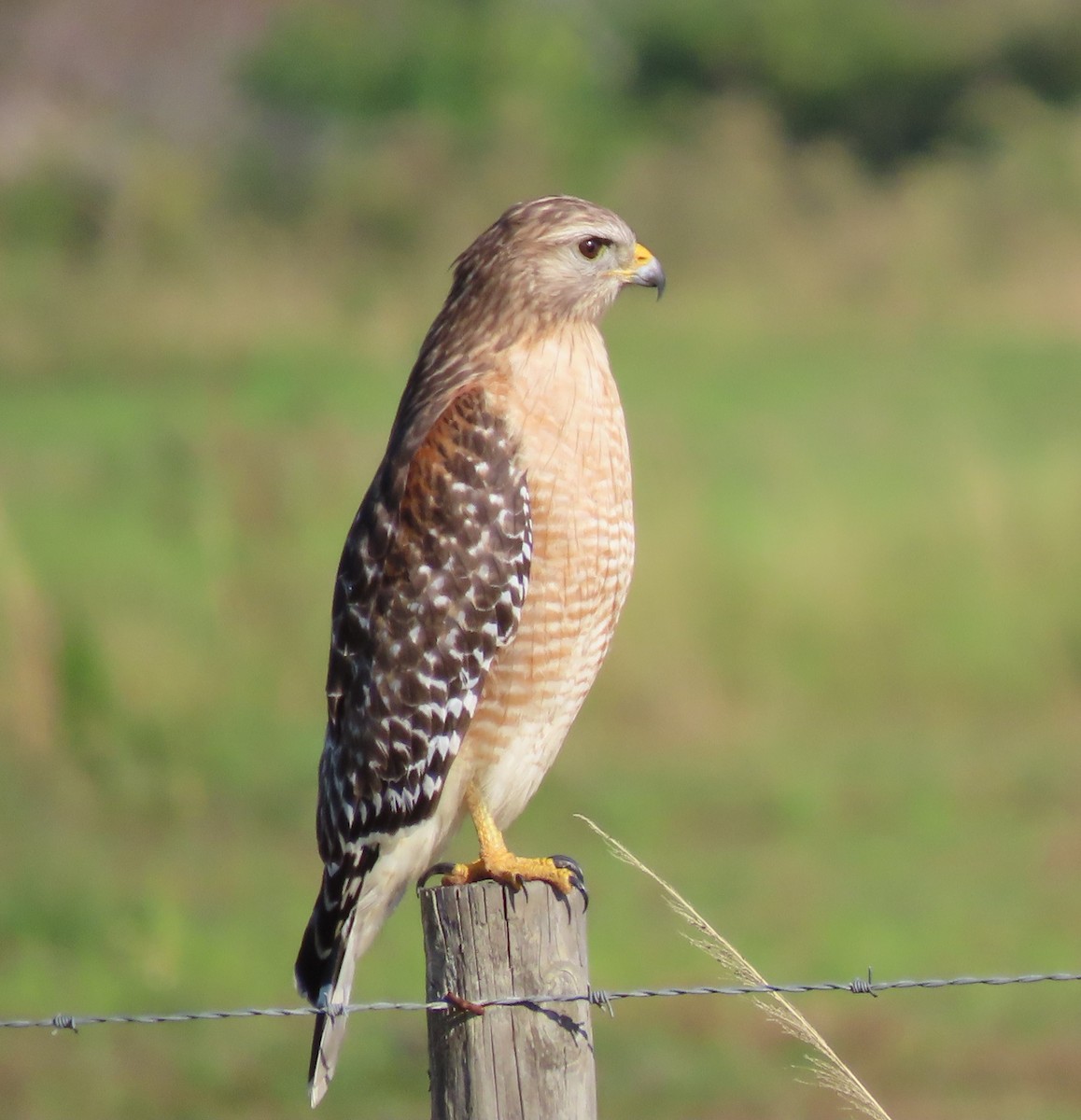 EBird Checklist 9 Dec 2023 Prairie Creek Preserve 32 Species