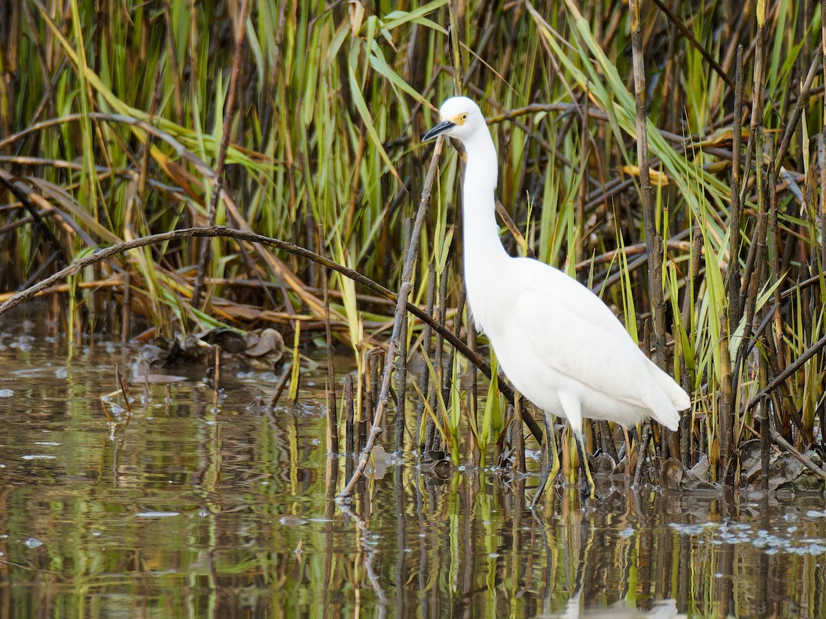 Snowy Egret - ML612040841