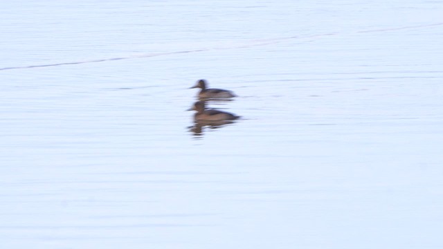 Tufted Duck - ML612040923