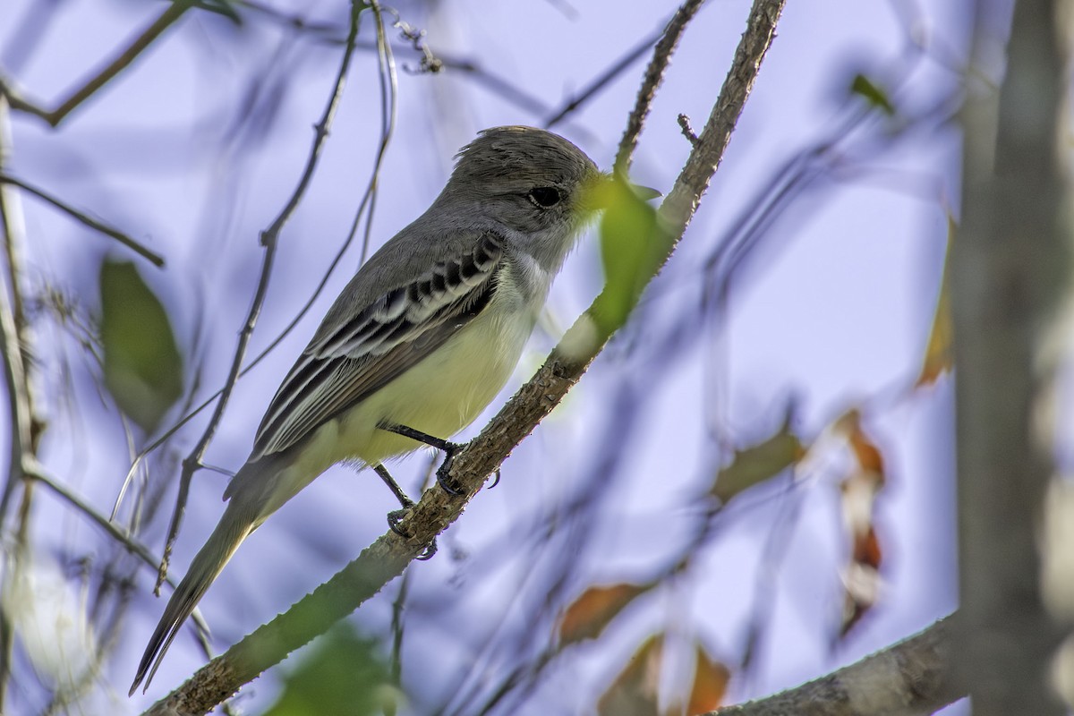 eBird Checklist 9 Dec 2023 The Celery Fields 31 species