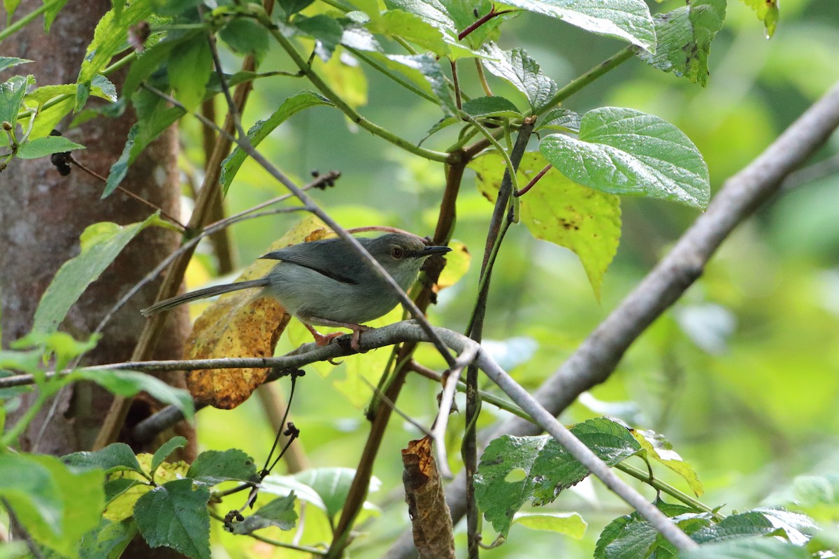 Long-billed Tailorbird (Long-billed) - ML612041541