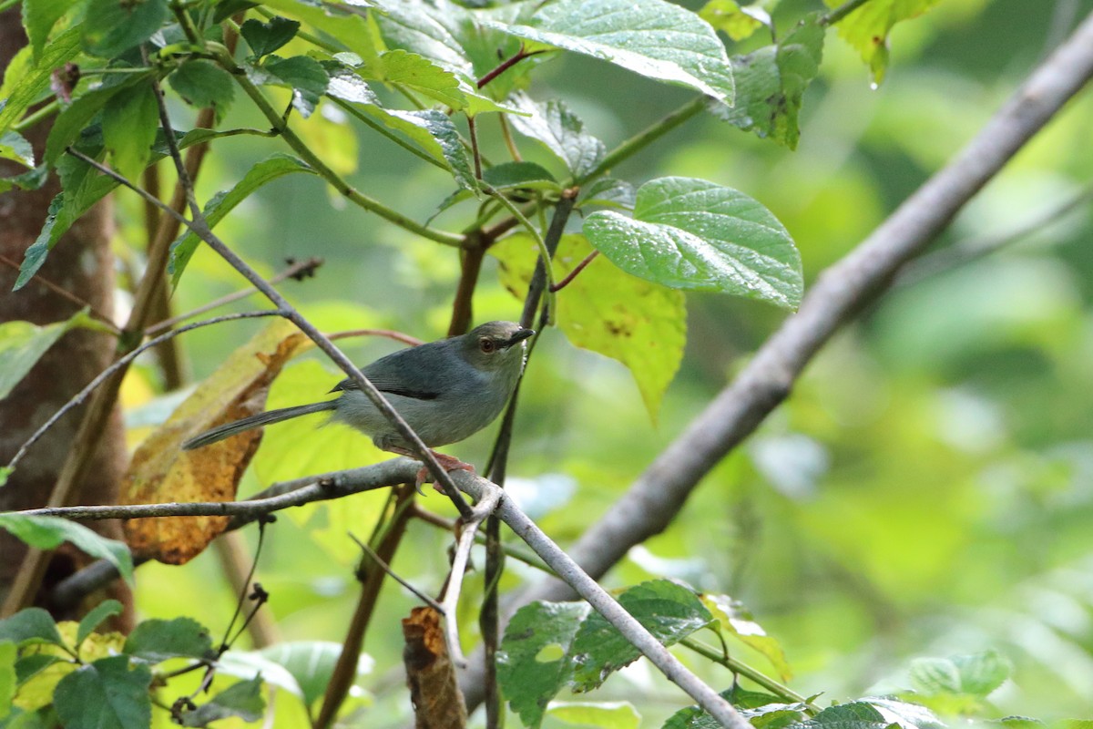 Long-billed Tailorbird (Long-billed) - ML612041542