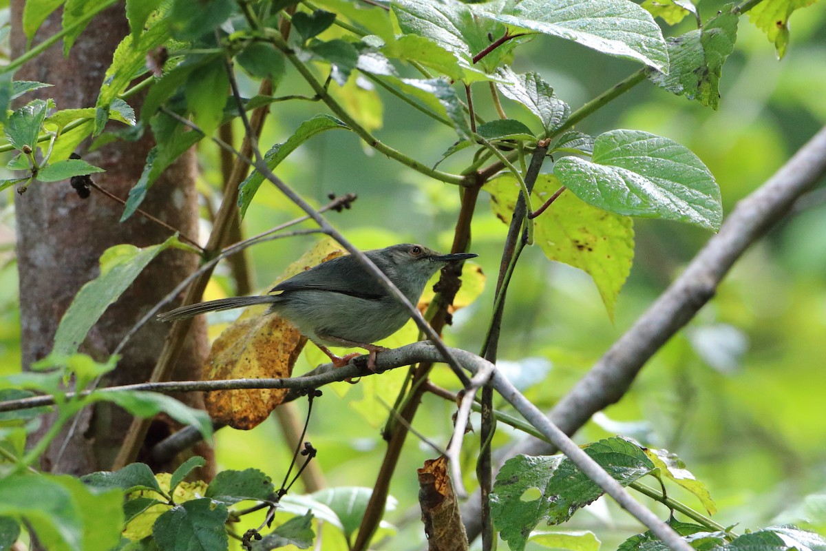 Long-billed Tailorbird (Long-billed) - ML612041543