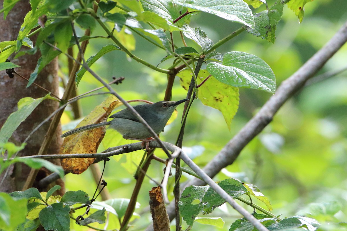 Long-billed Tailorbird (Long-billed) - ML612041544