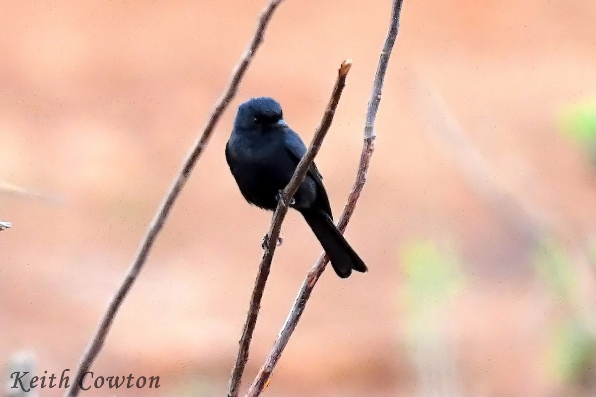 Fork-tailed Drongo - ML612041587