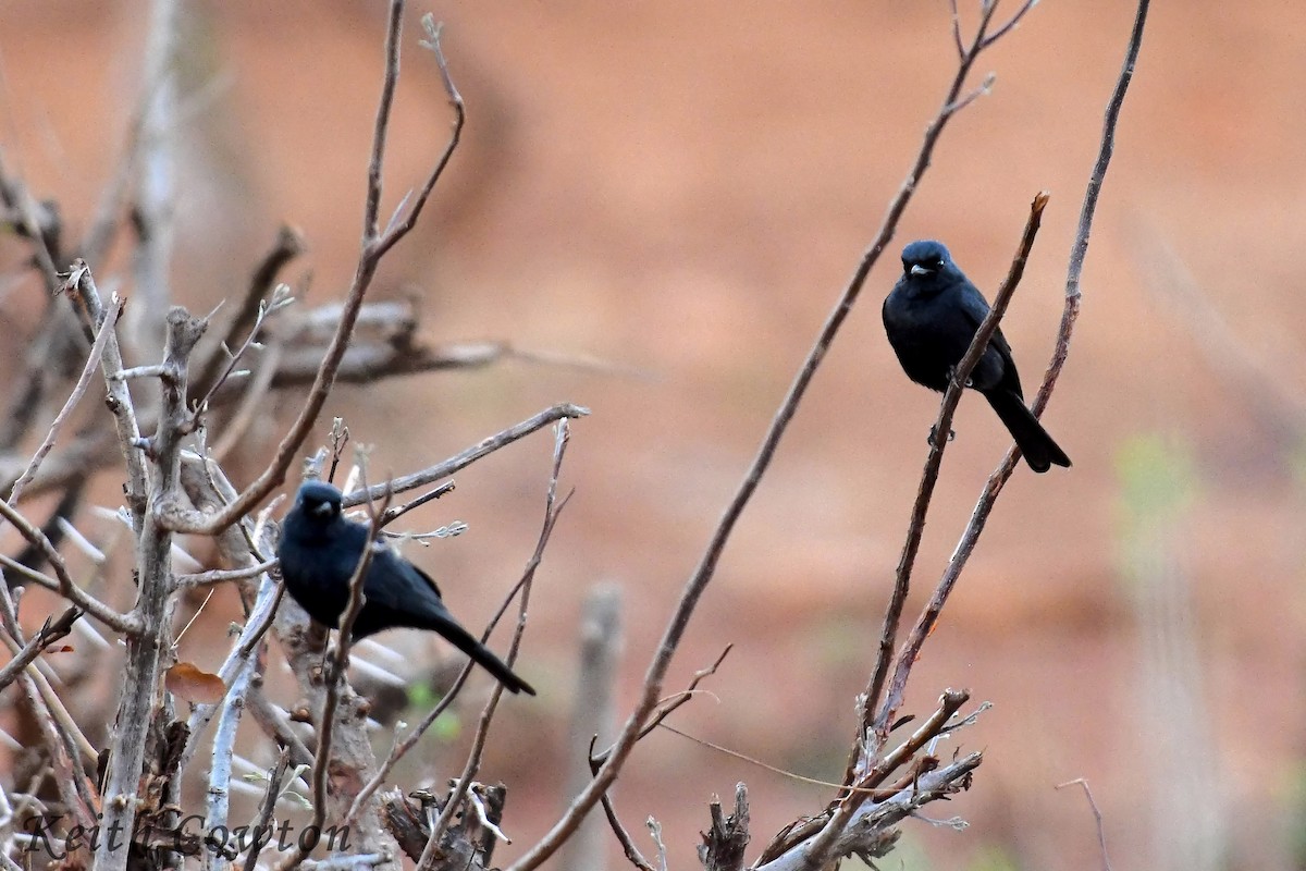 Fork-tailed Drongo - ML612041588