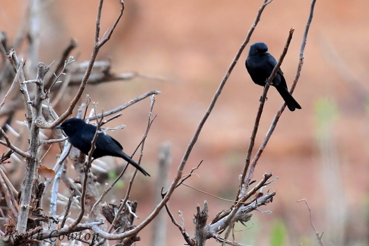 Fork-tailed Drongo - ML612041589