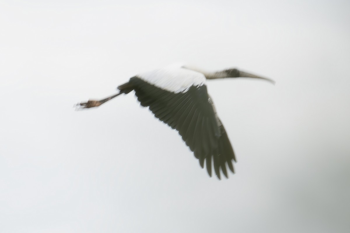 Wood Stork - jerry amerson