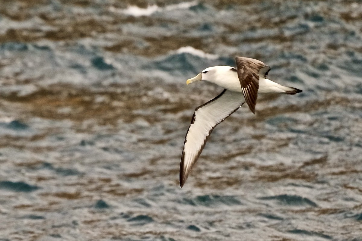 White-capped Albatross - Gerald Friesen