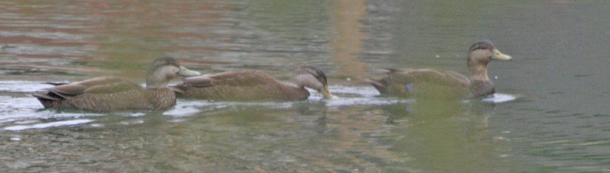 Canard noir - ML612041922