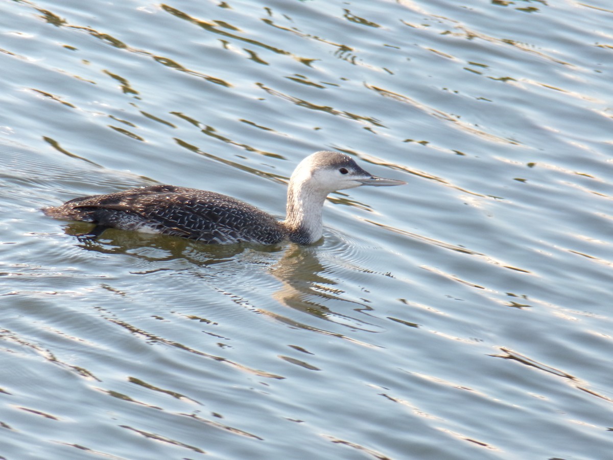 Red-throated Loon - ML612041940