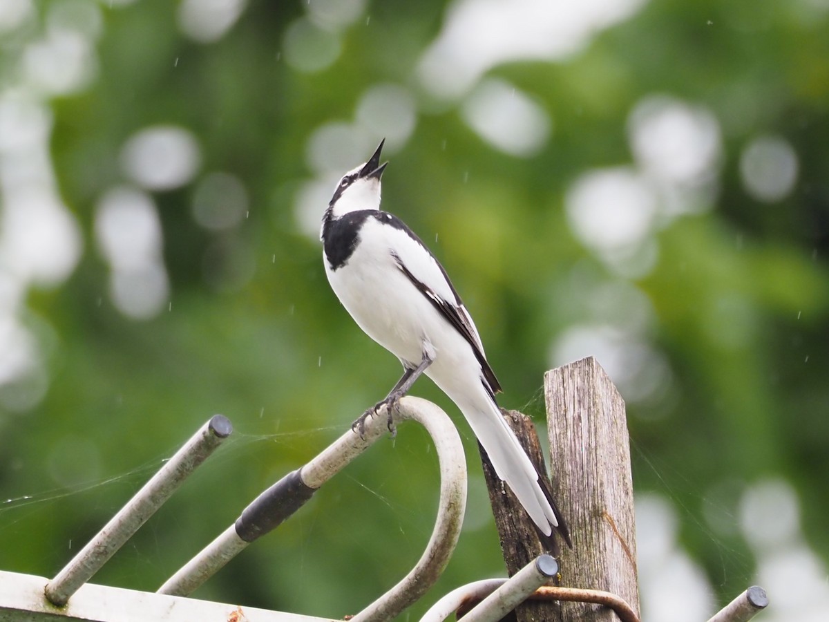 African Pied Wagtail - ML612042096