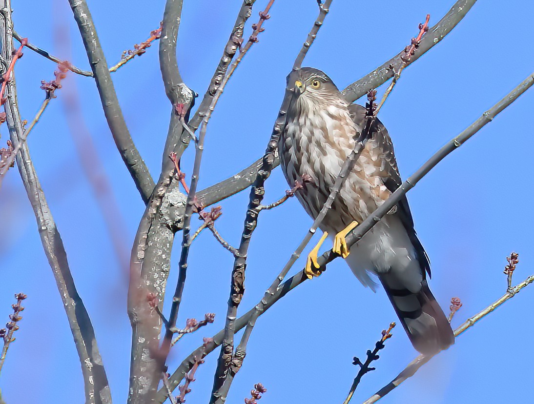 eBird Checklist - 8 Dec 2023 - Elk Creek Metropark--Meadow Ridge Area ...