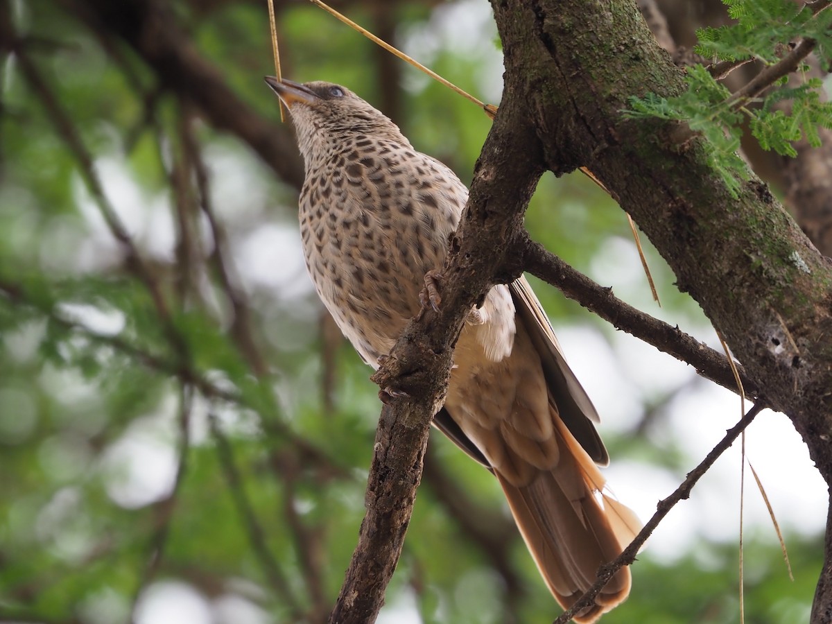 Rufous-tailed Weaver - Selvino de Kort