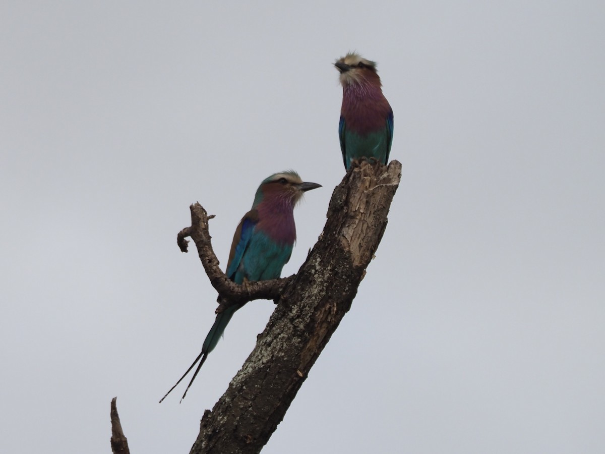 Lilac-breasted Roller - ML612042405