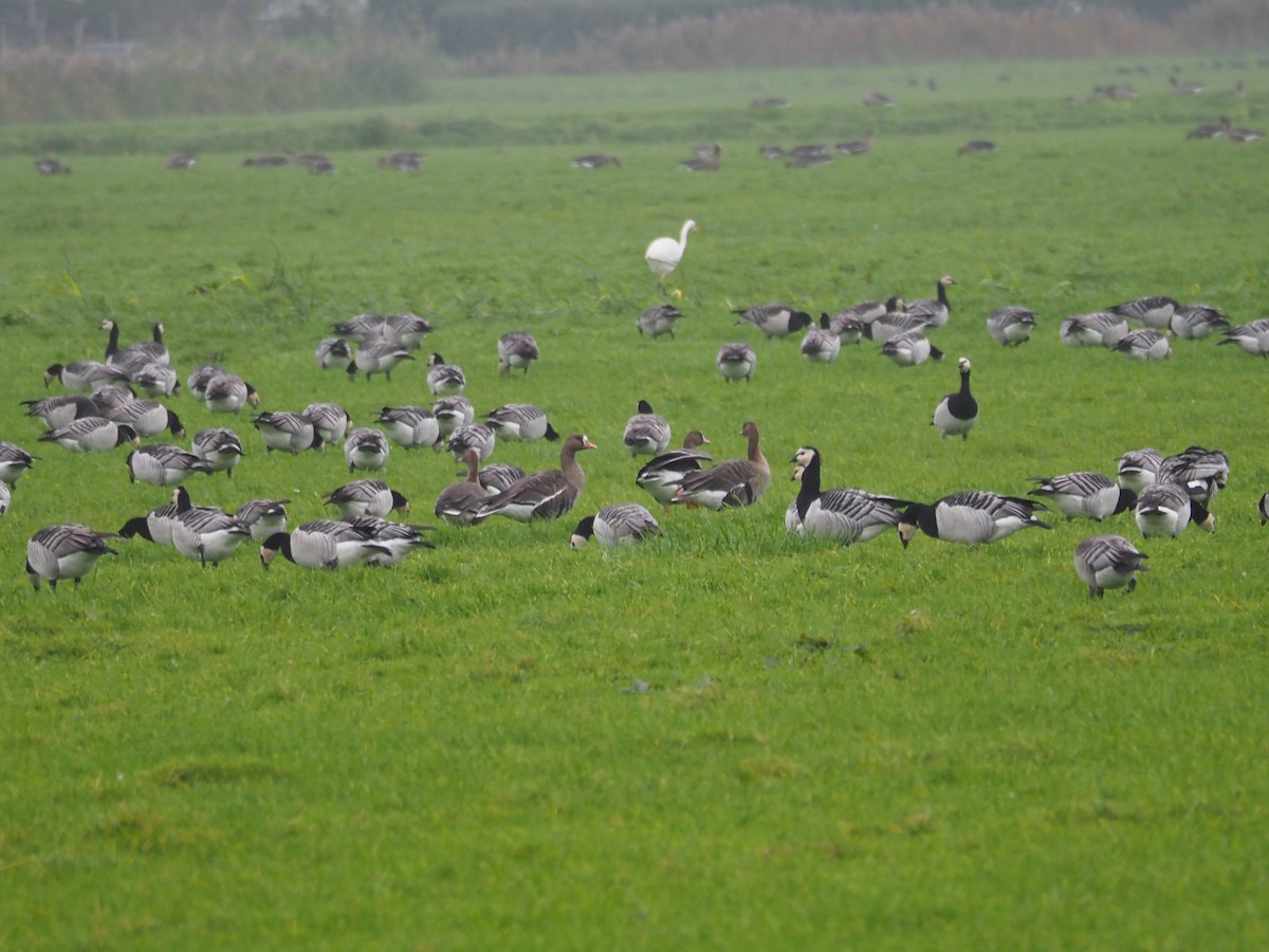 Greater White-fronted Goose (Eurasian) - Selvino de Kort