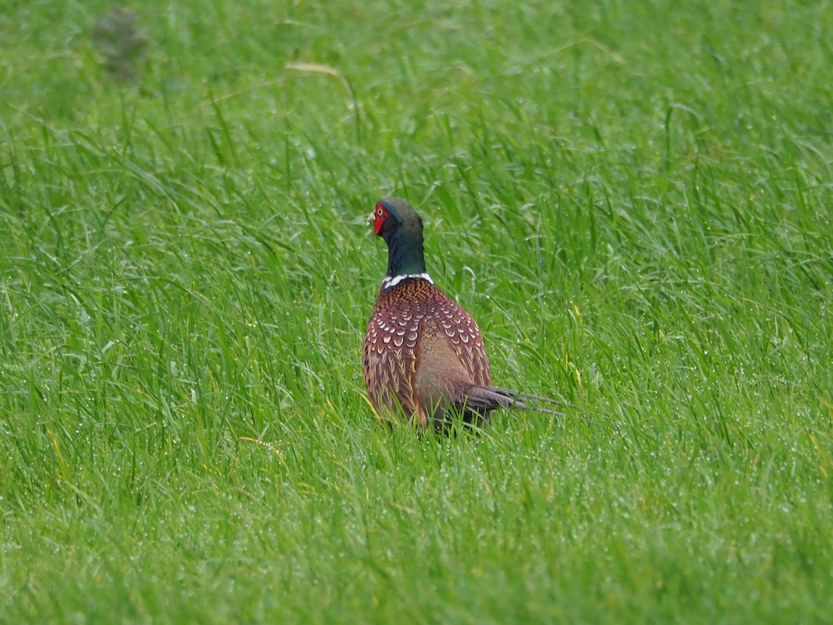 Ring-necked Pheasant - Selvino de Kort