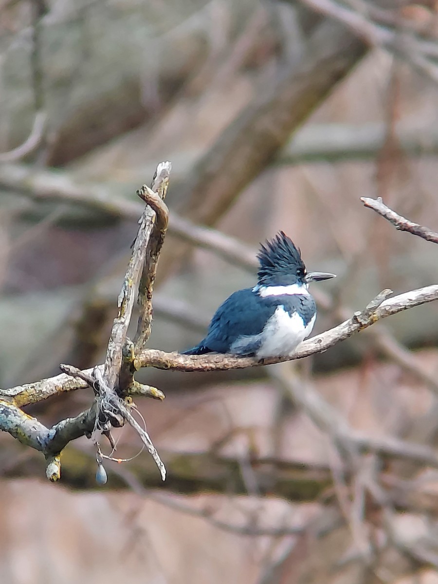 Belted Kingfisher - ML612042735