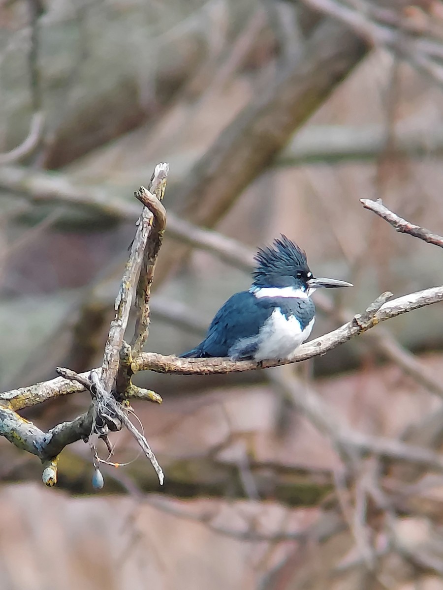 Belted Kingfisher - ML612042762