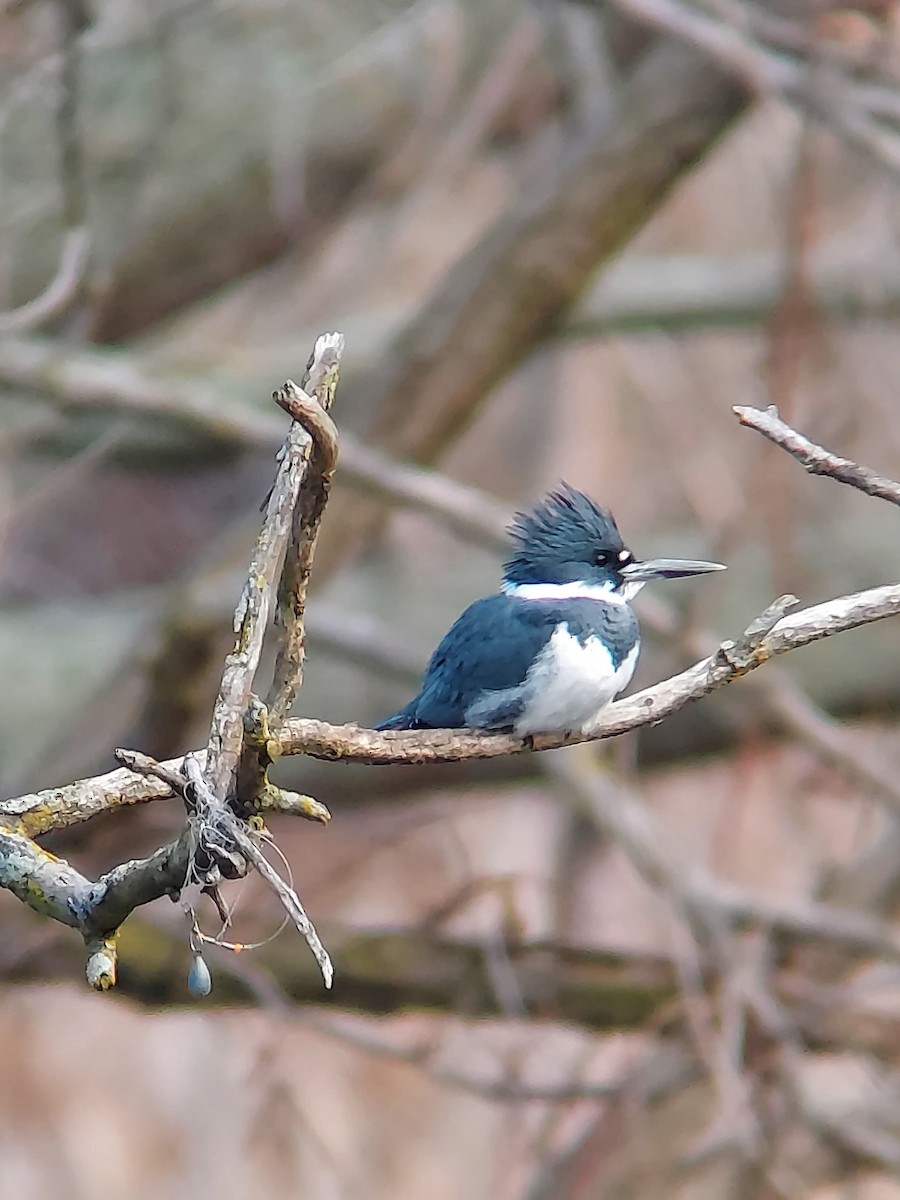 Belted Kingfisher - ML612042763
