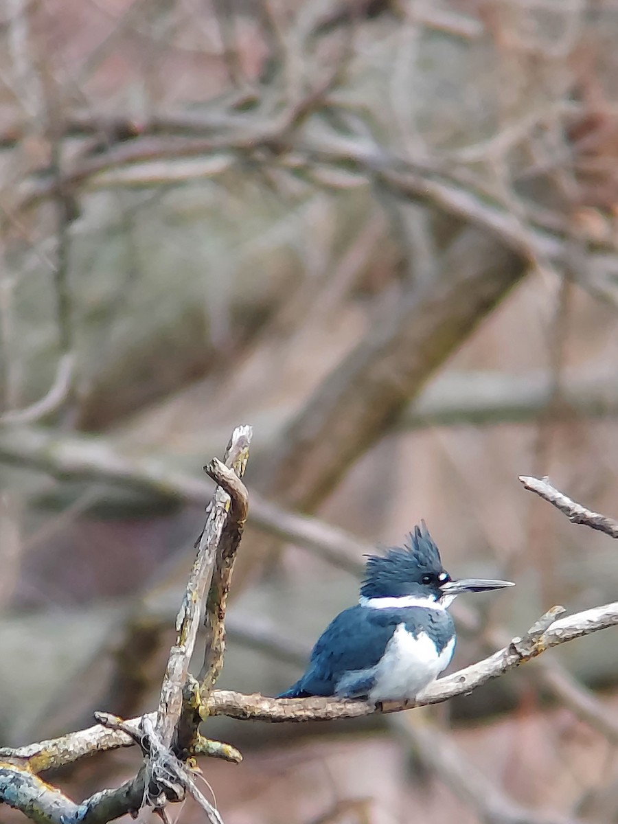 Belted Kingfisher - ML612042764