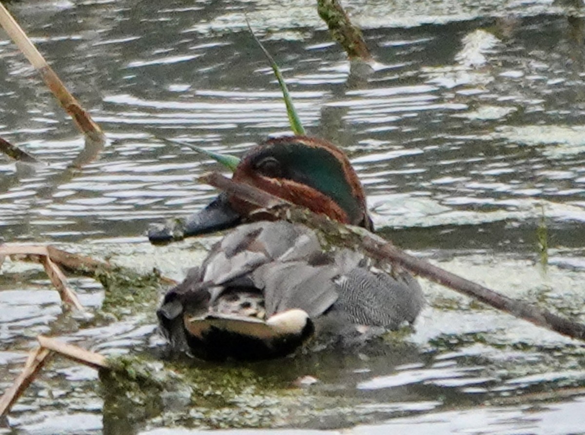 Green-winged Teal - ML612042801