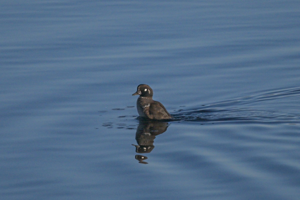 Harlequin Duck - ML612042829