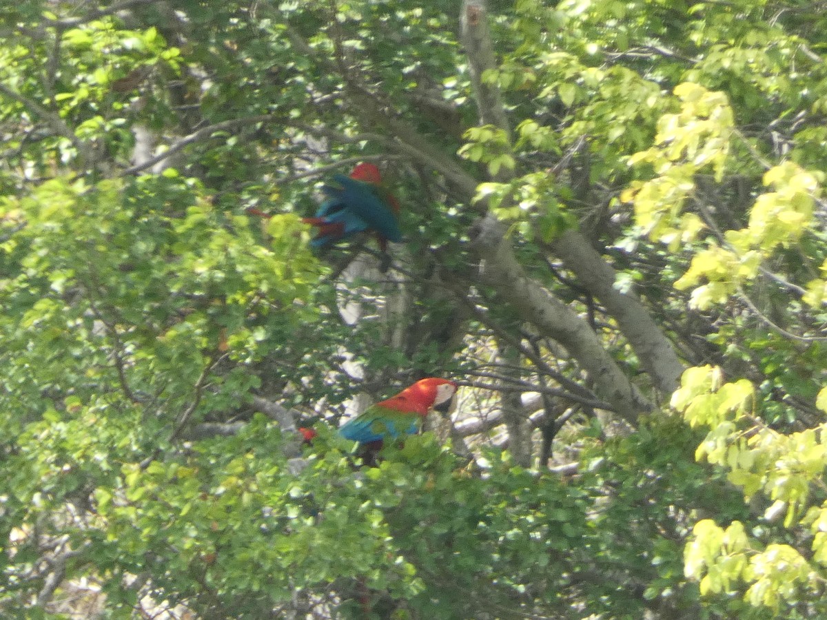 Red-and-green Macaw - ML612043193