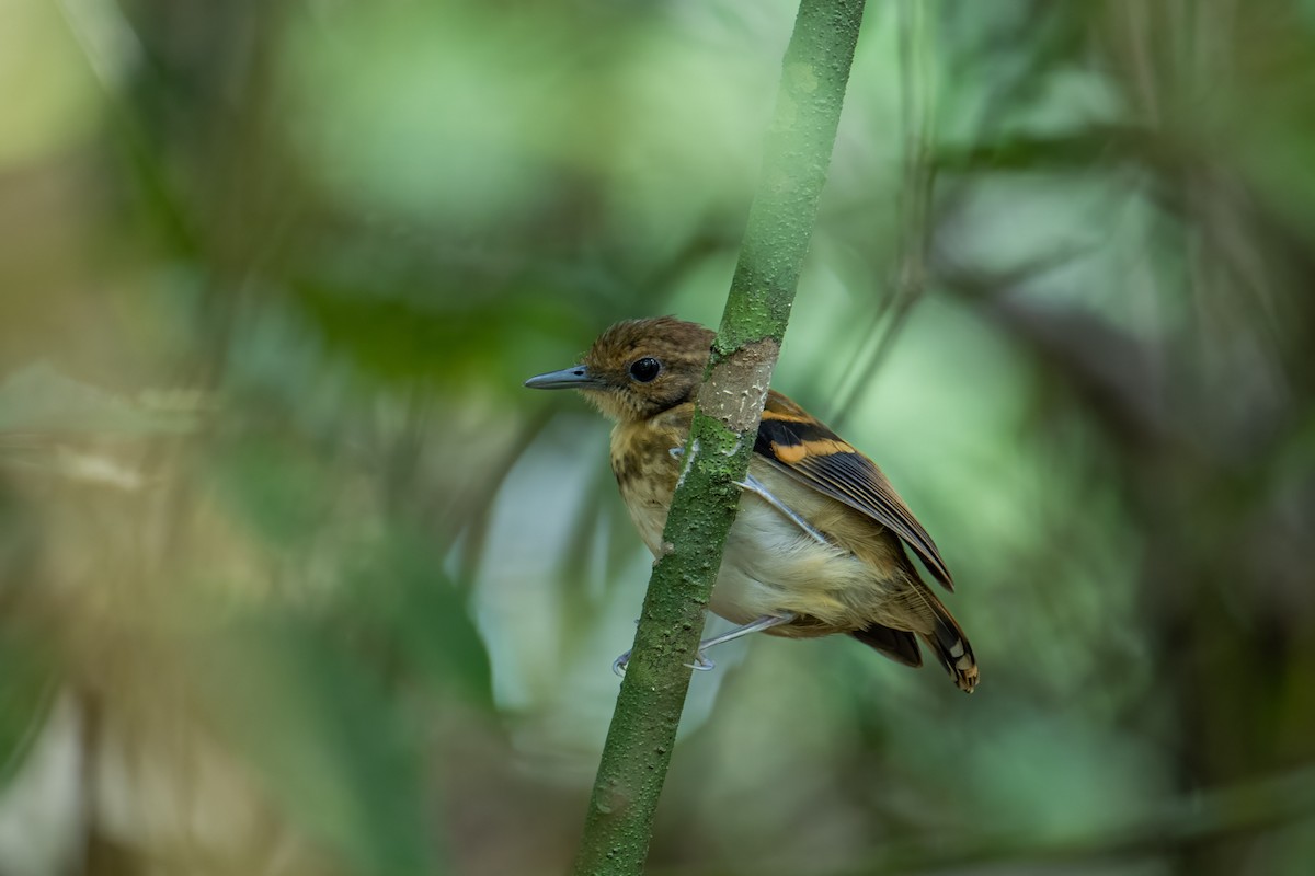 Spotted Antbird - ML612043241