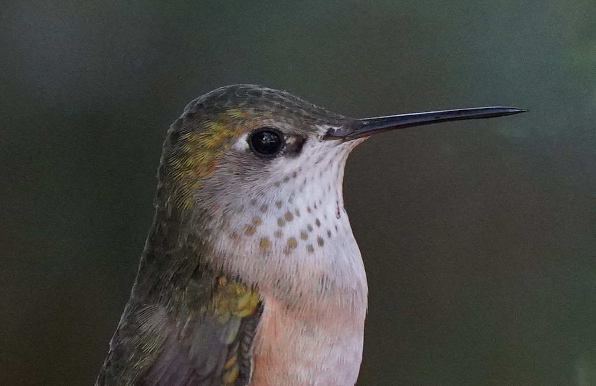 Calliope Hummingbird - Tim Avery