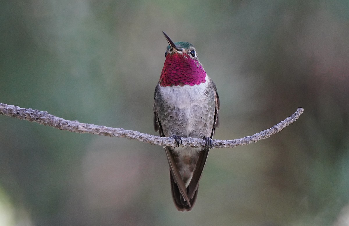 Broad-tailed Hummingbird - ML612043259