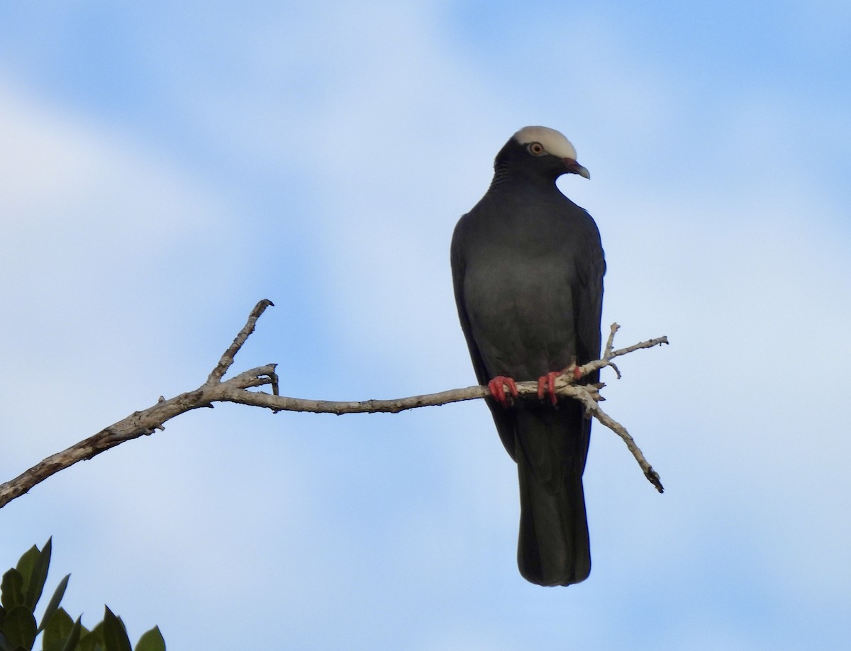 White-crowned Pigeon - ML612043404
