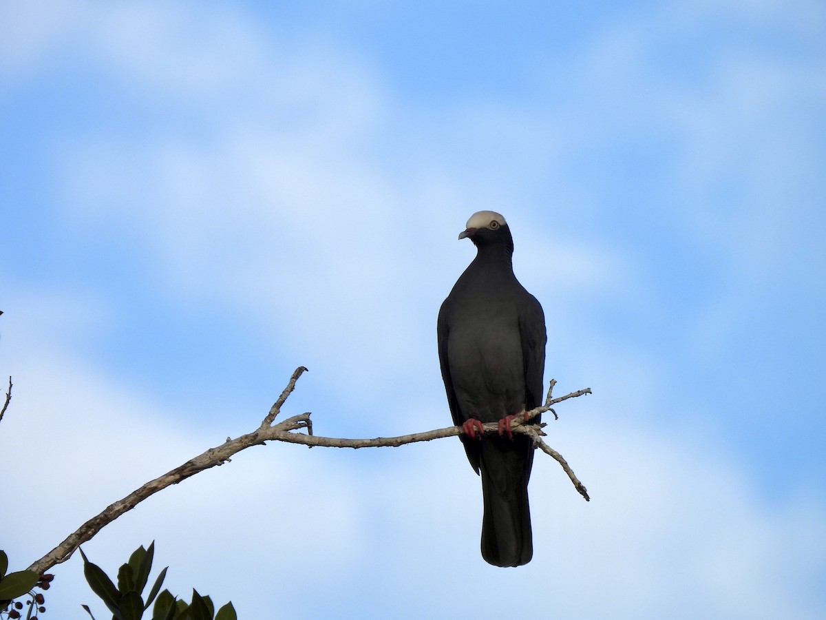 White-crowned Pigeon - ML612043406