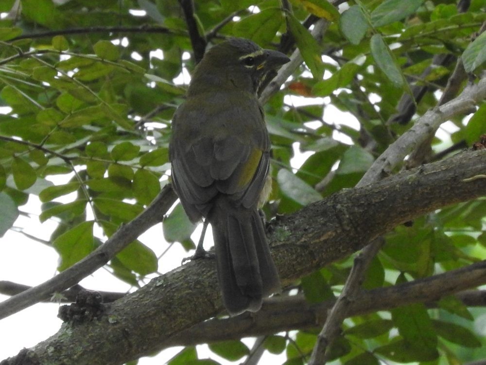 Olive-gray Saltator - ML612043439