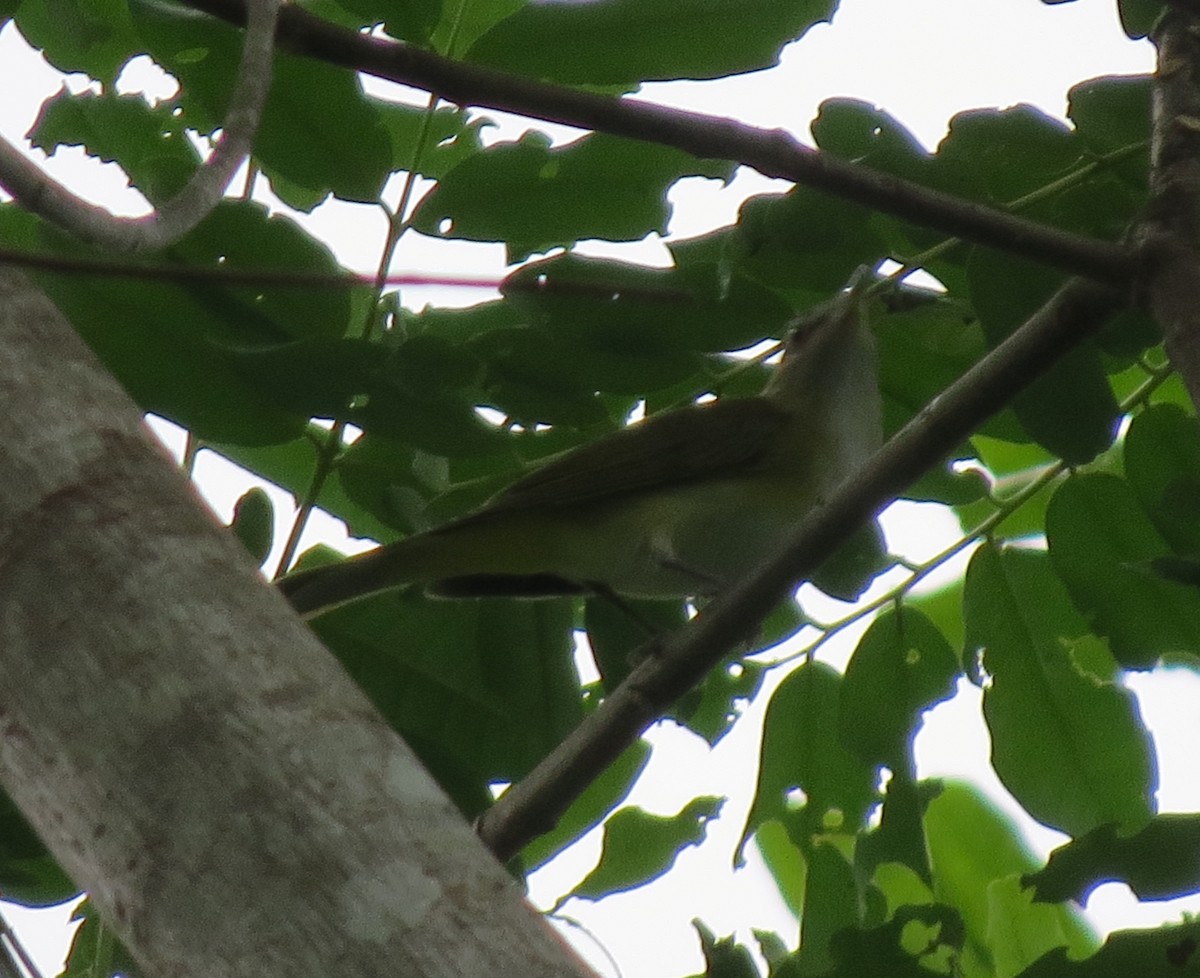 Red-eyed/Chivi Vireo - ML612043886