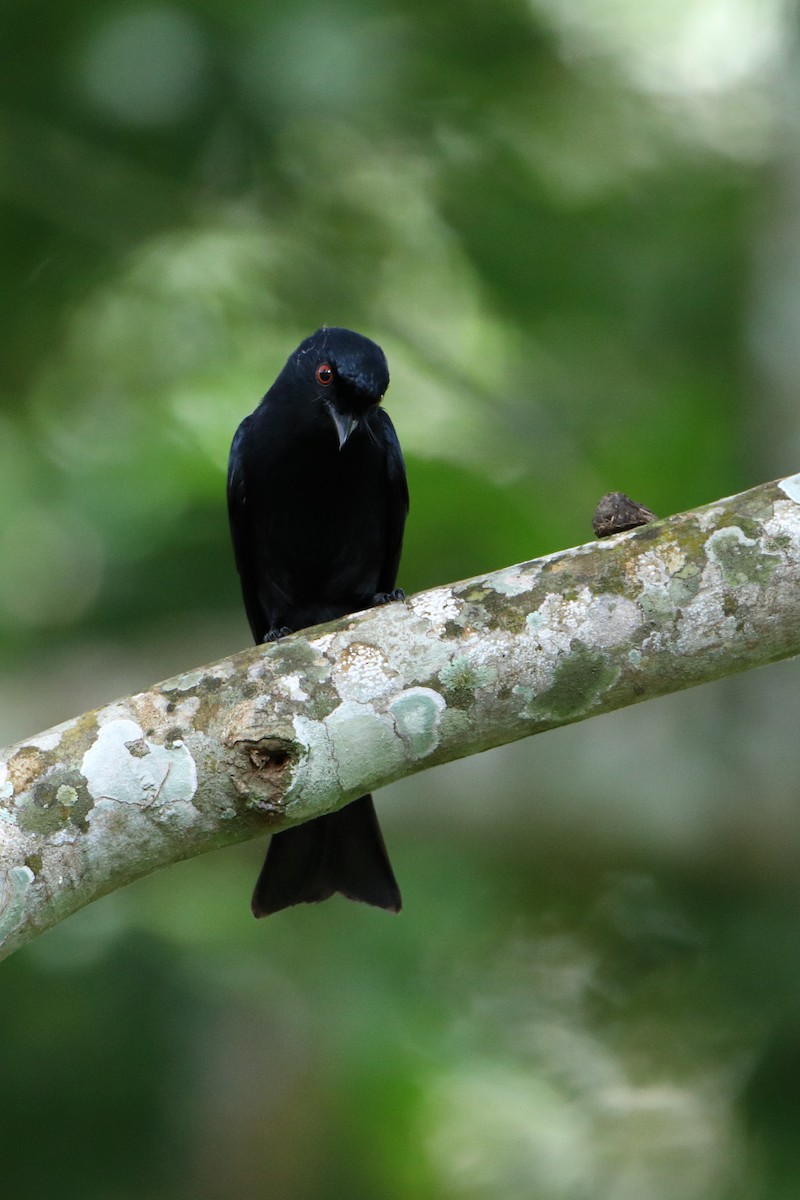 Square-tailed Drongo - ML612044156