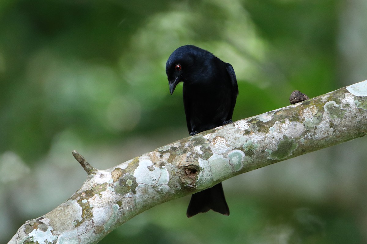 Square-tailed Drongo - ML612044157