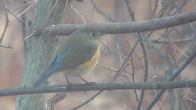 Red-flanked Bluetail - ML612044248