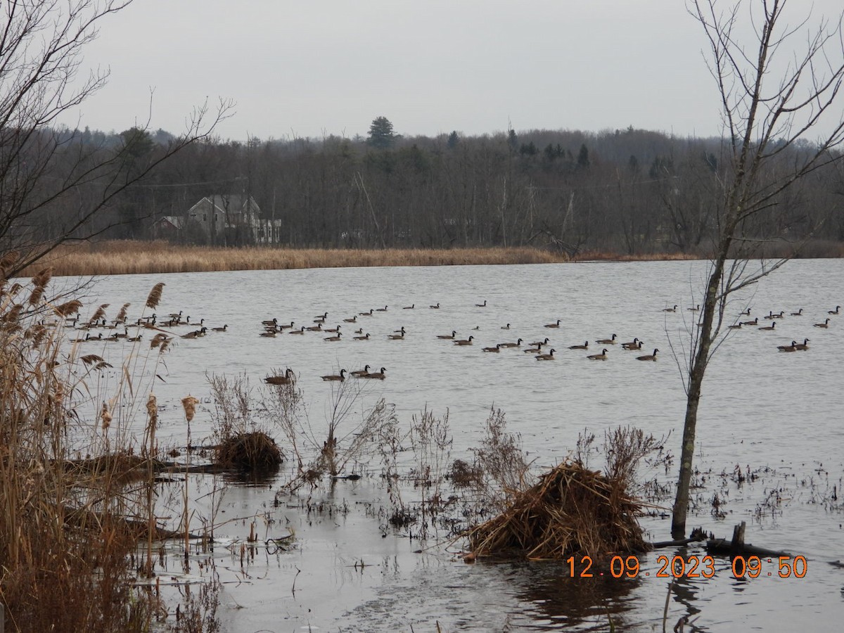 eBird Checklist 9 Dec 2023 Round Lake, boat launch (Saratoga Co