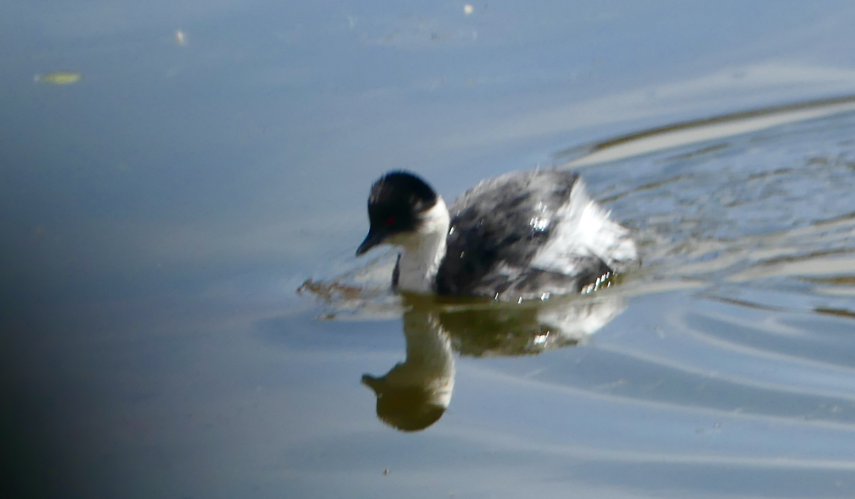 Silvery Grebe (Andean) - ML612045065